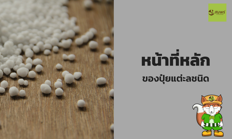 หน้าที่ของปุ๋ย