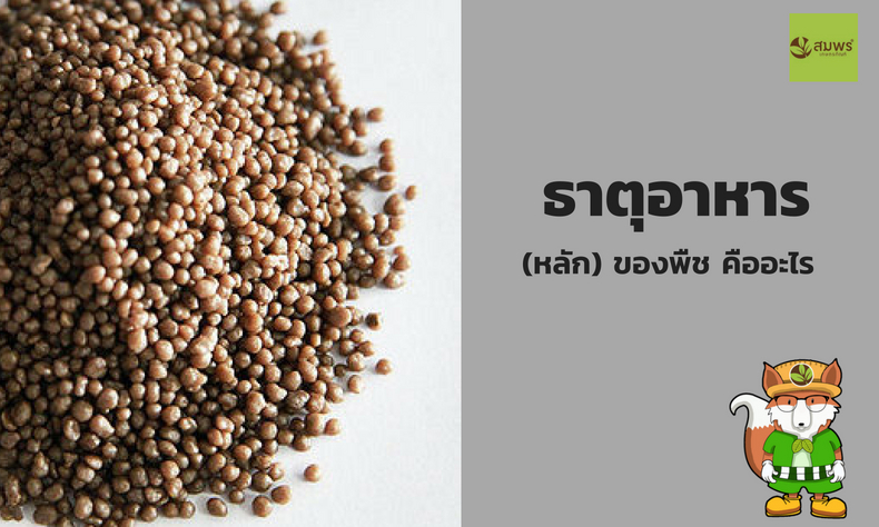 ธาตุอาหารหลัก